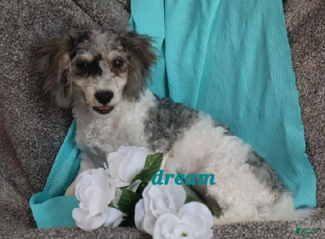 Bichpoo dogs for sale: Blaine - Ad 1