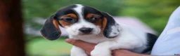 Beagle dogs for sale: Dolly💗 - Ad 3