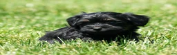 Havapoo dogs for sale: Tiffany - Ad 6