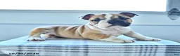 English Bulldog dogs for sale: Bambi - Ad 3
