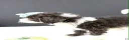 Mini Aussiedoodle dogs for sale: Dora - Ad 5