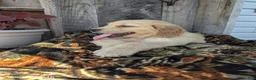 Golden Retriever dogs for sale: Wesson - Ad 2