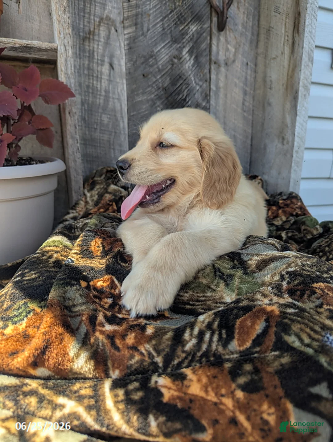 Golden Retriever dogs for sale: Wesson - Ad 2