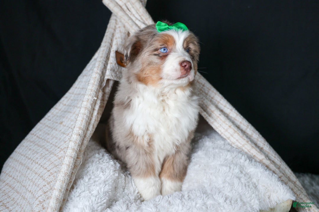 Miniature Australian Shepherd dogs for sale: SAMMY - Ad 13