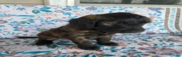 Goldendoodle dogs for sale: Green Girl - Ad 6