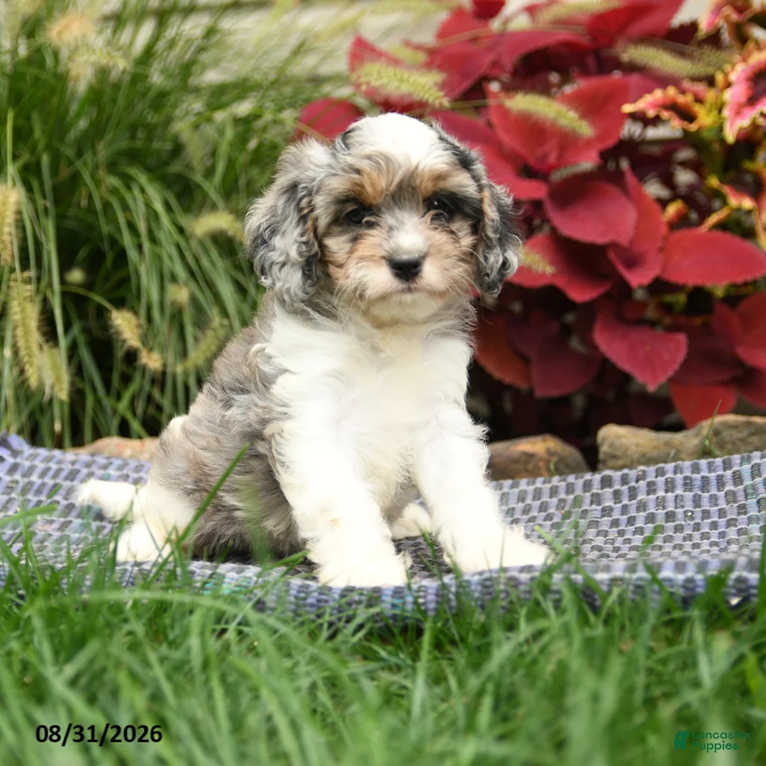 Cavapoo dogs for sale: Sasha - Ad 1