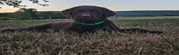 Labrador Retriever dogs for sale: Patsy - Ad 4