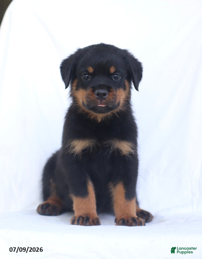 Rottweiler dogs Sambo - Ad 1