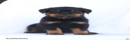 Rottweiler dogs for sale: Sambo - Ad 1