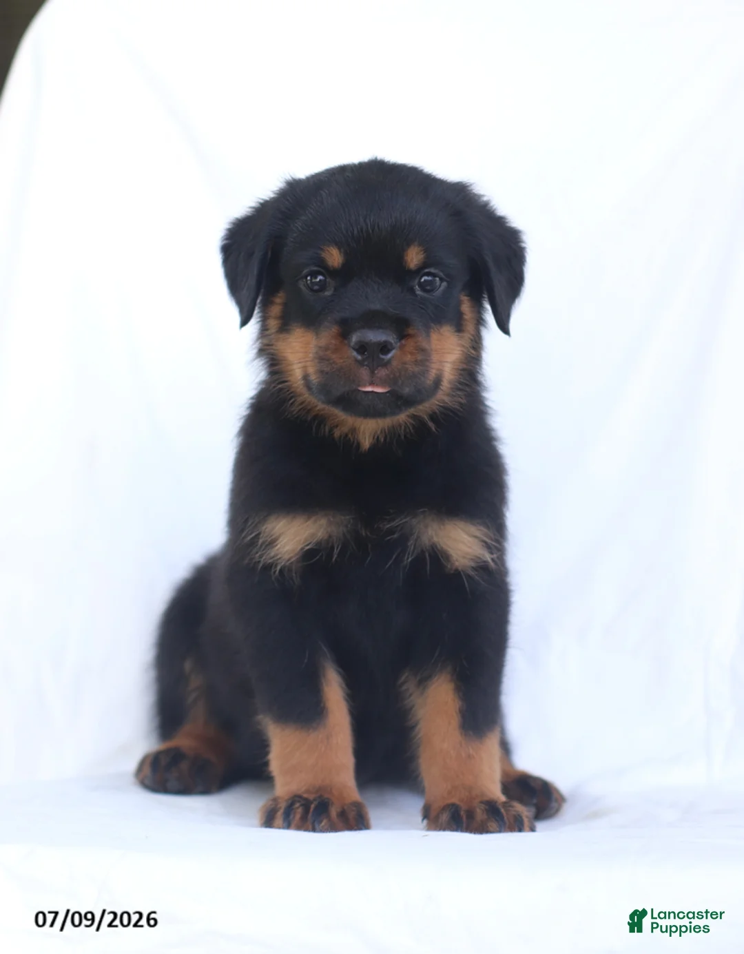 Rottweiler dogs for sale: Sambo - Ad 1