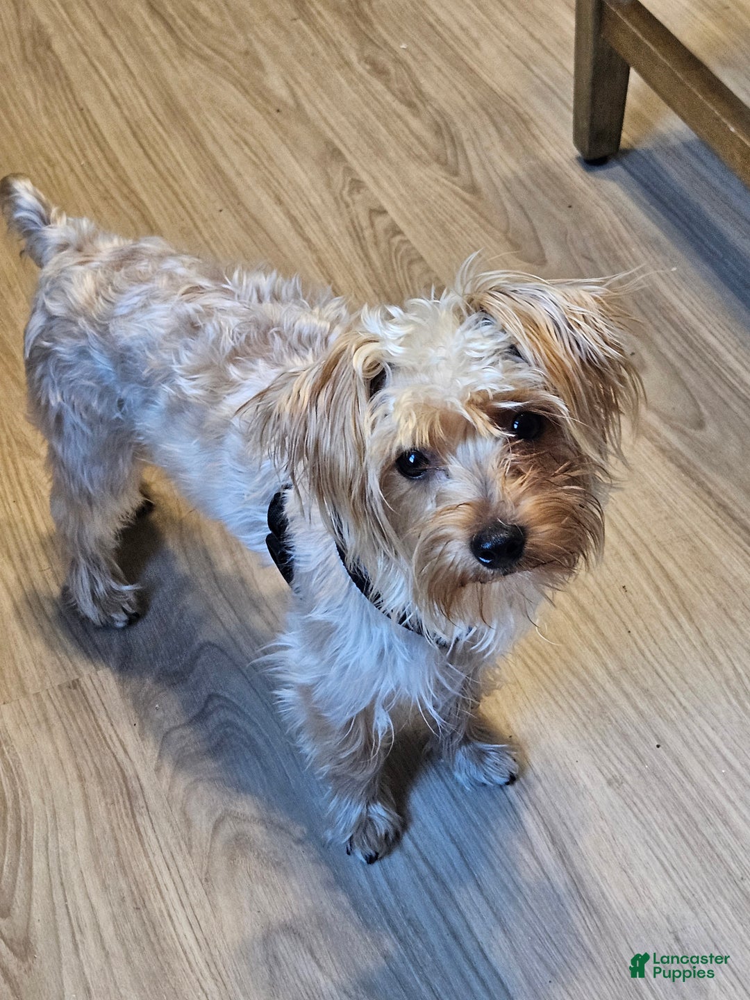 Yorkshire Terrier dogs for sale: Red Sable Yorkshire Terrier  - Ad 3