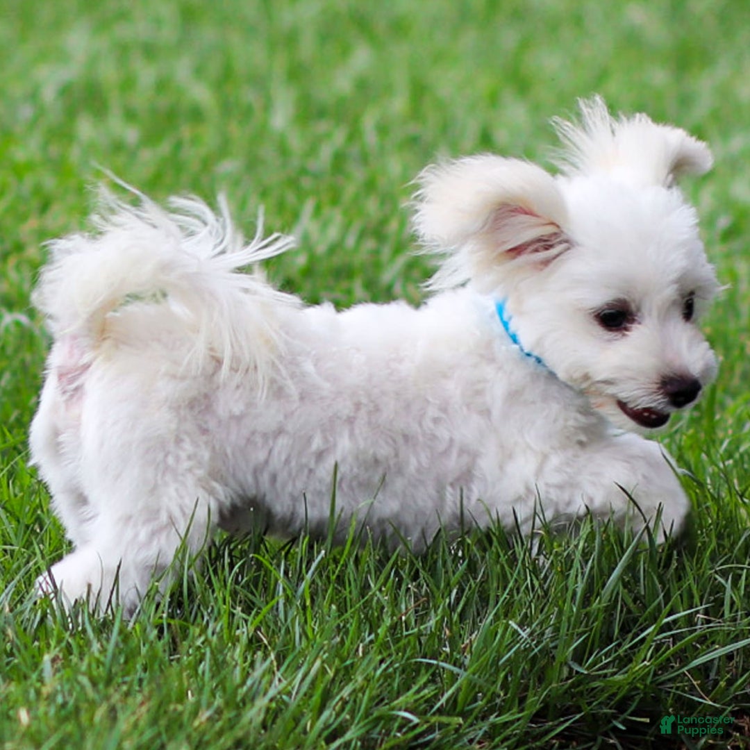 Maltese dogs for sale: Sterling - Ad 8