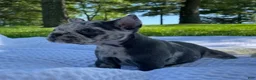 French Bulldog dogs for sale: Pearl - Ad 4