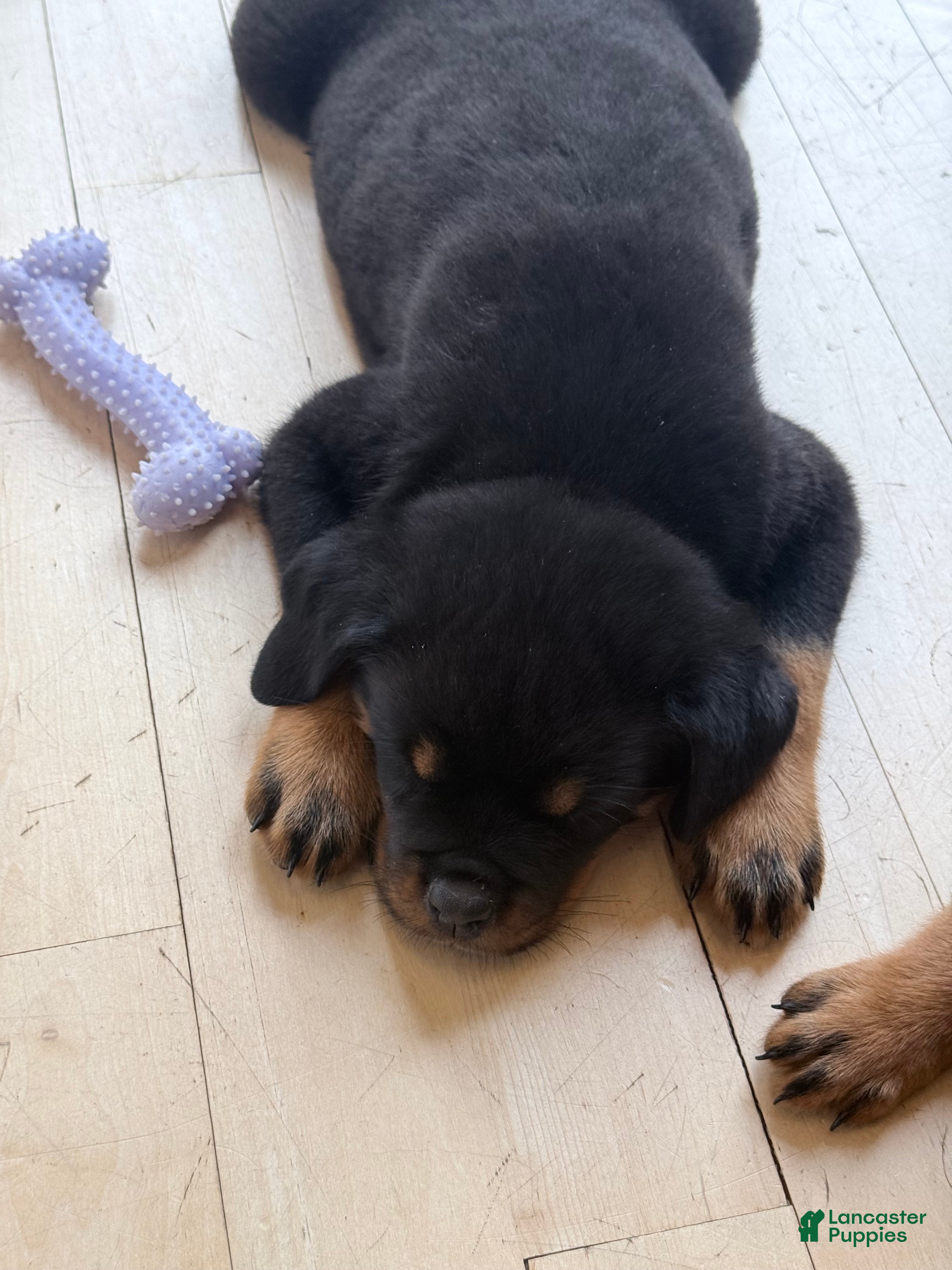 Rottweiler dogs Rottweiler Puppy 4 - Ad 9