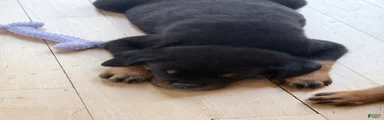 Rottweiler Puppy 4