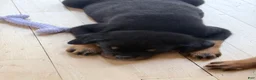 Rottweiler dogs for sale: Rottweiler Puppy 4 - Ad 1