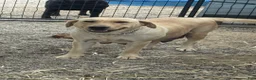 Labrador Retriever dogs for sale: Labrador Retriever 2 - Ad 3