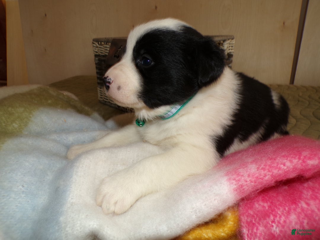 Border Collie dogs for sale: Border Collie Puppy 4 Jenny - Ad 4