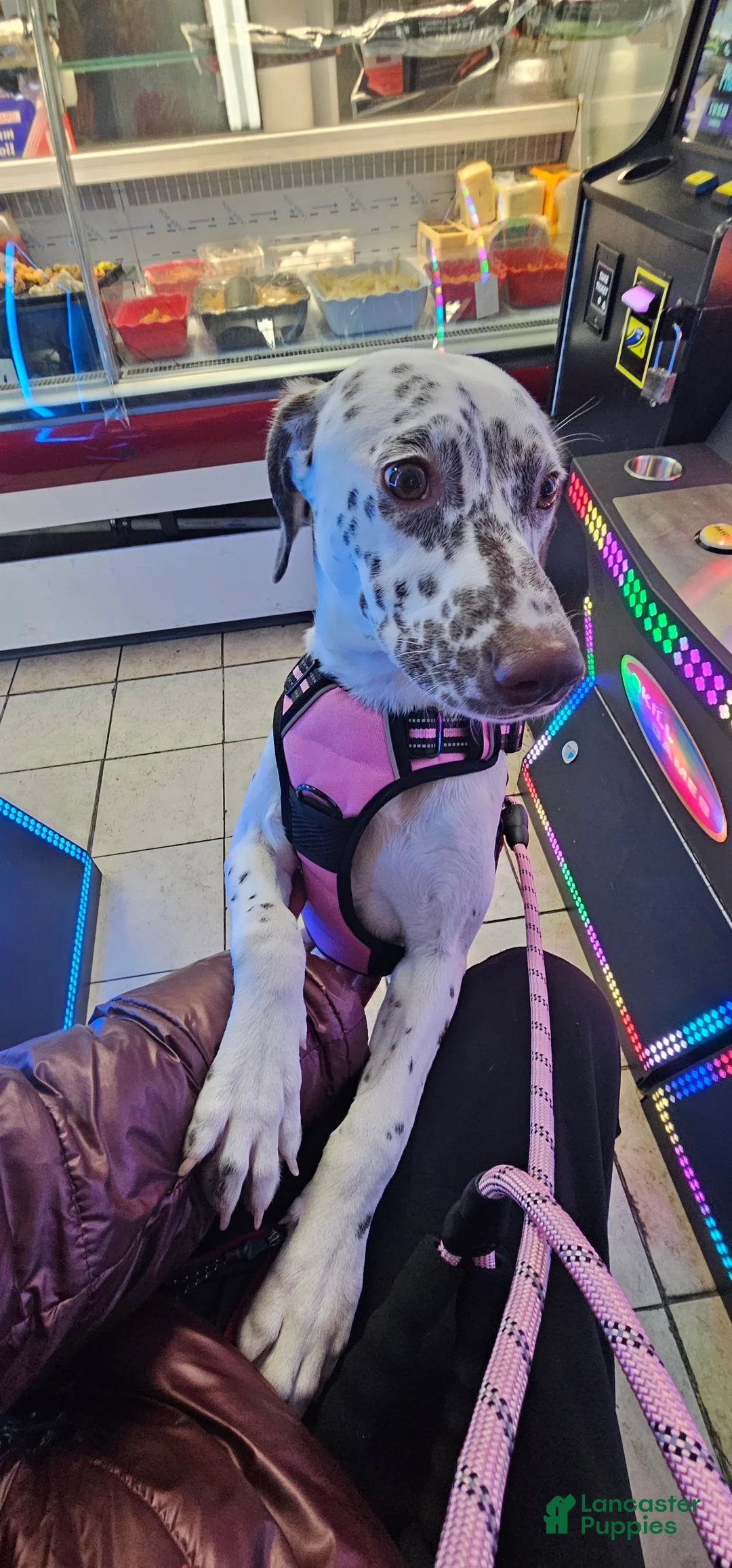 Mixed Breed dogs for sale: Freckles - Ad 3