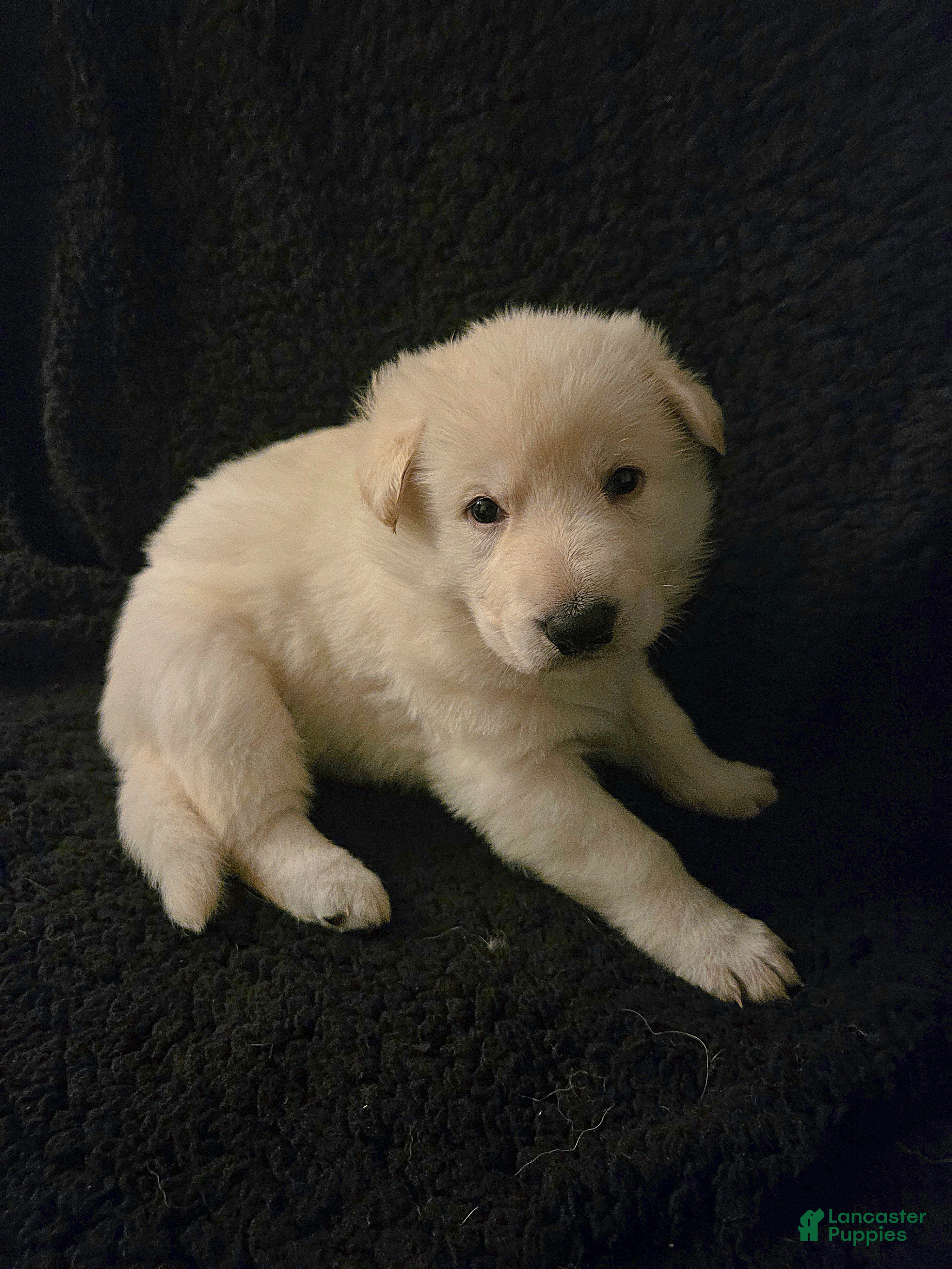 German Shepherd dogs Kristoff - Ad 1