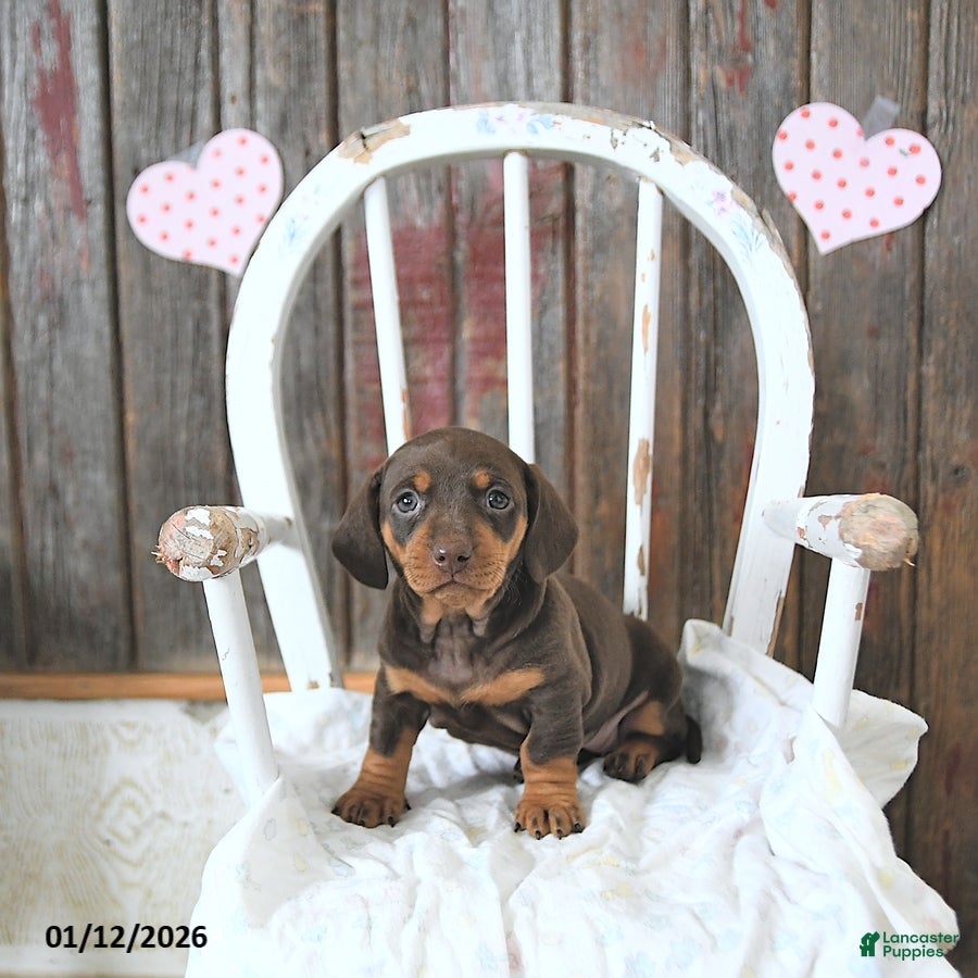 Miniature Dachshund dogs Bailey - Ad 16