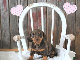 Miniature Dachshund dogs Bailey - Ad 29