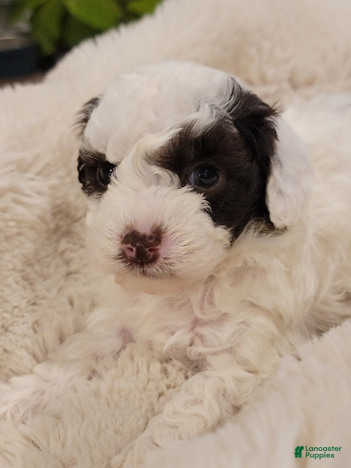 Toy Poodle dogs Toy Poodle Puppy 1 - Ad 28