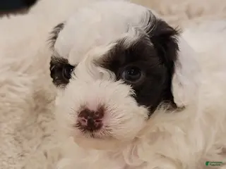 Toy Poodle dogs Toy Poodle Puppy 1 - Ad 28