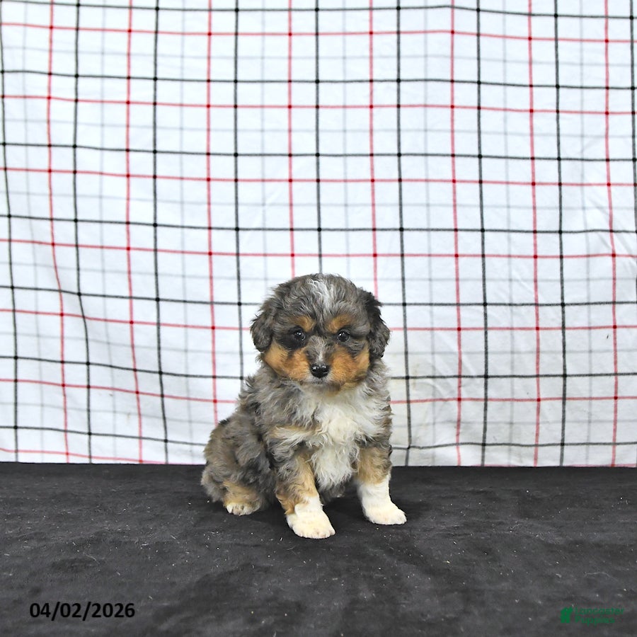 Mini Aussiedoodle dogs Wylie  EXRTA SMALL - Ad 2
