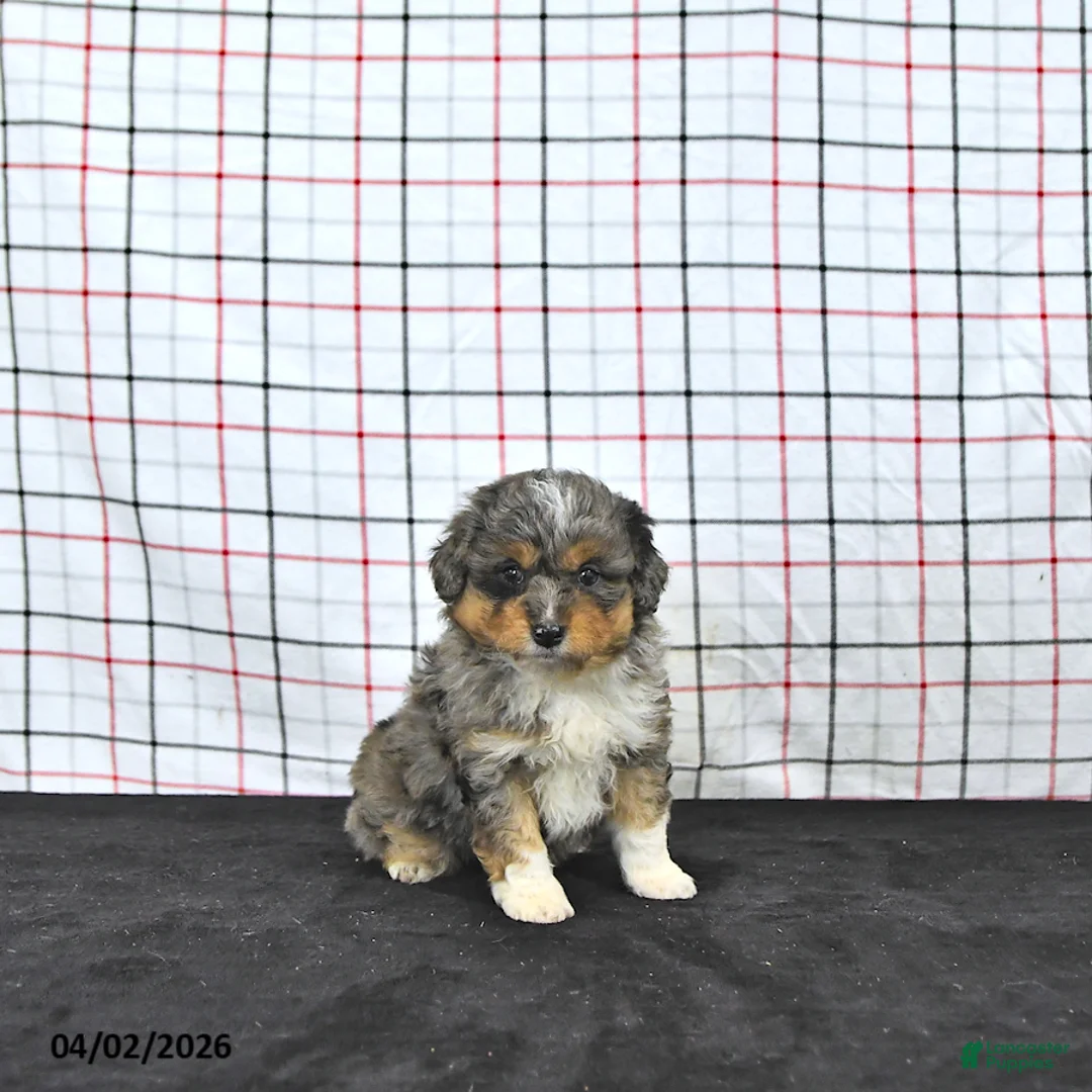 Mini Aussiedoodle dogs for sale: Wylie  EXRTA SMALL - Ad 2