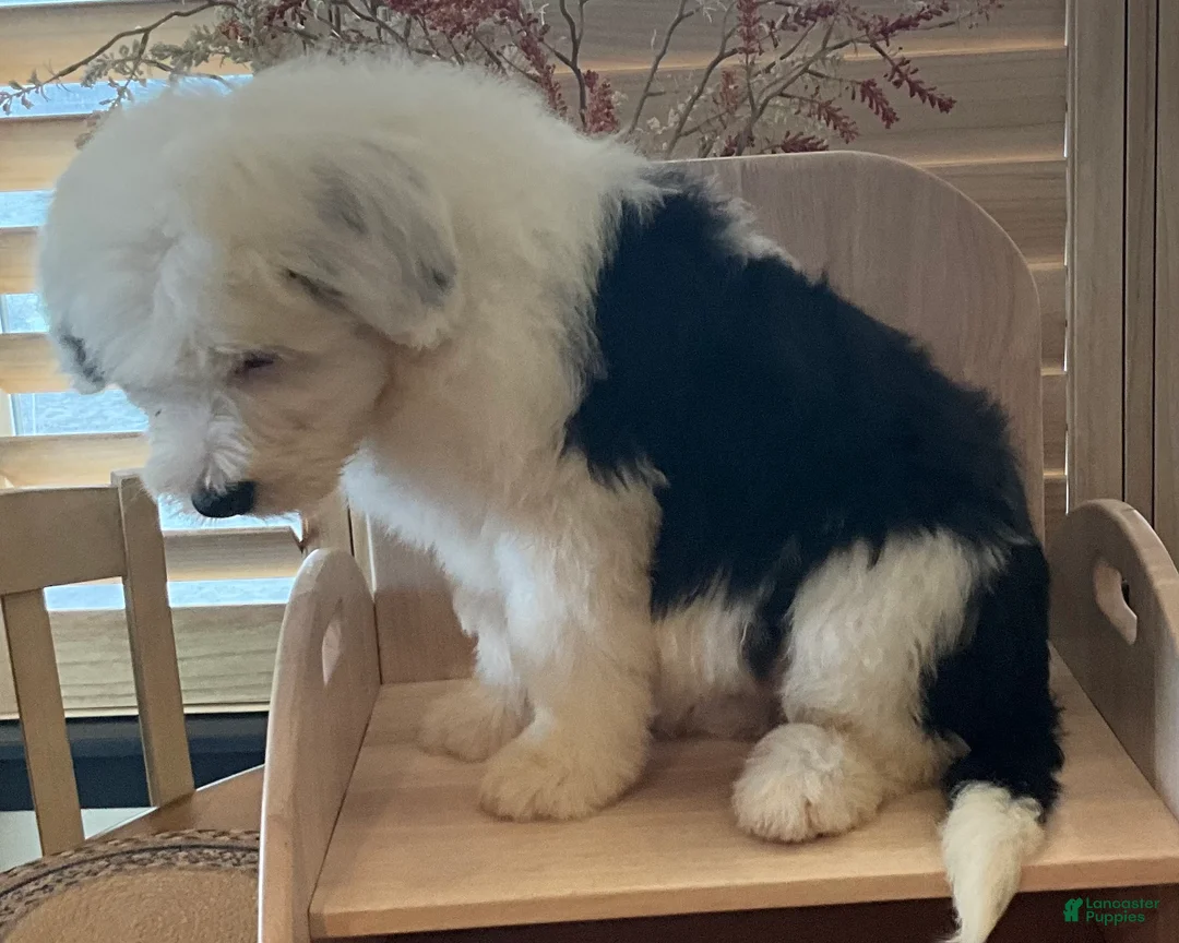 Old English Sheepdog dogs for sale: Old English Sheepdog Puppy 1 - Ad 1