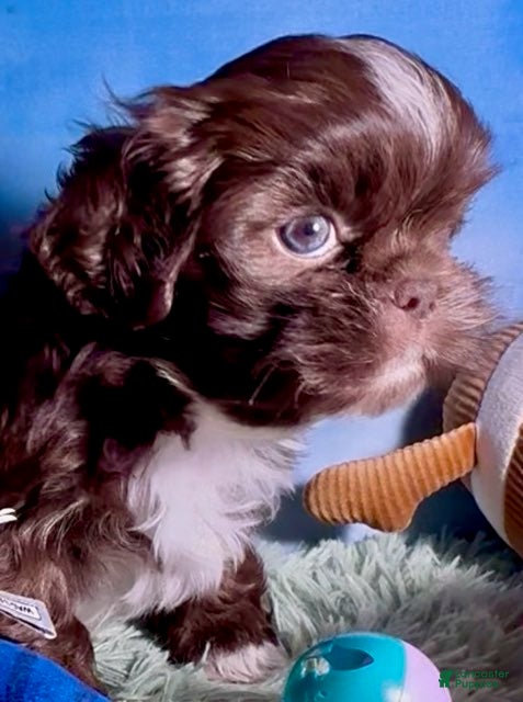 Shih Tzu dogs Ferrero (coco morsels) - Ad 2