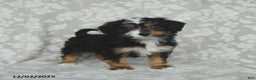 Mini Bernedoodle dogs for sale: Tulip - Ad 1