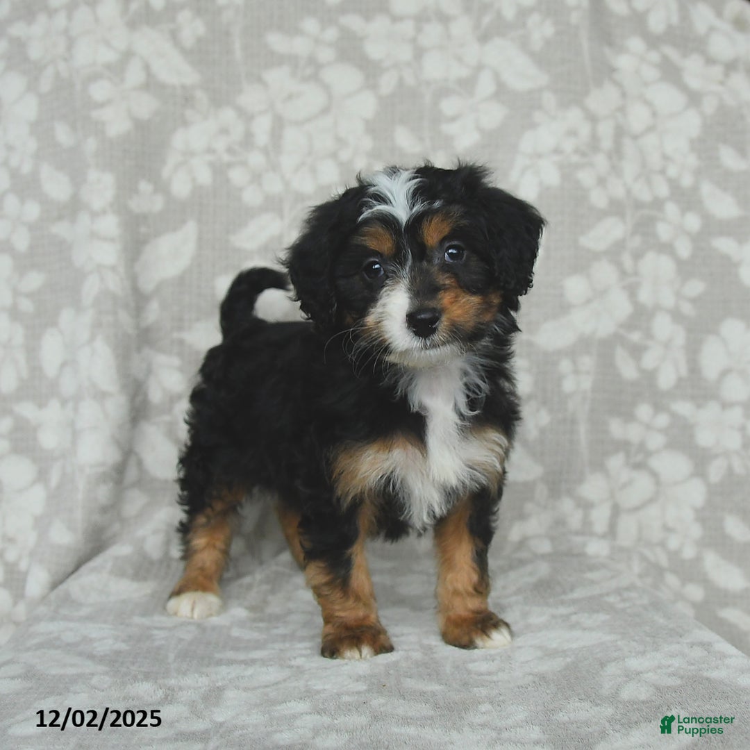 Mini Bernedoodle dogs for sale: Tulip - Ad 1