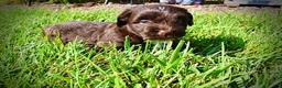 Havapoo dogs for sale: Hershey - Ad 13