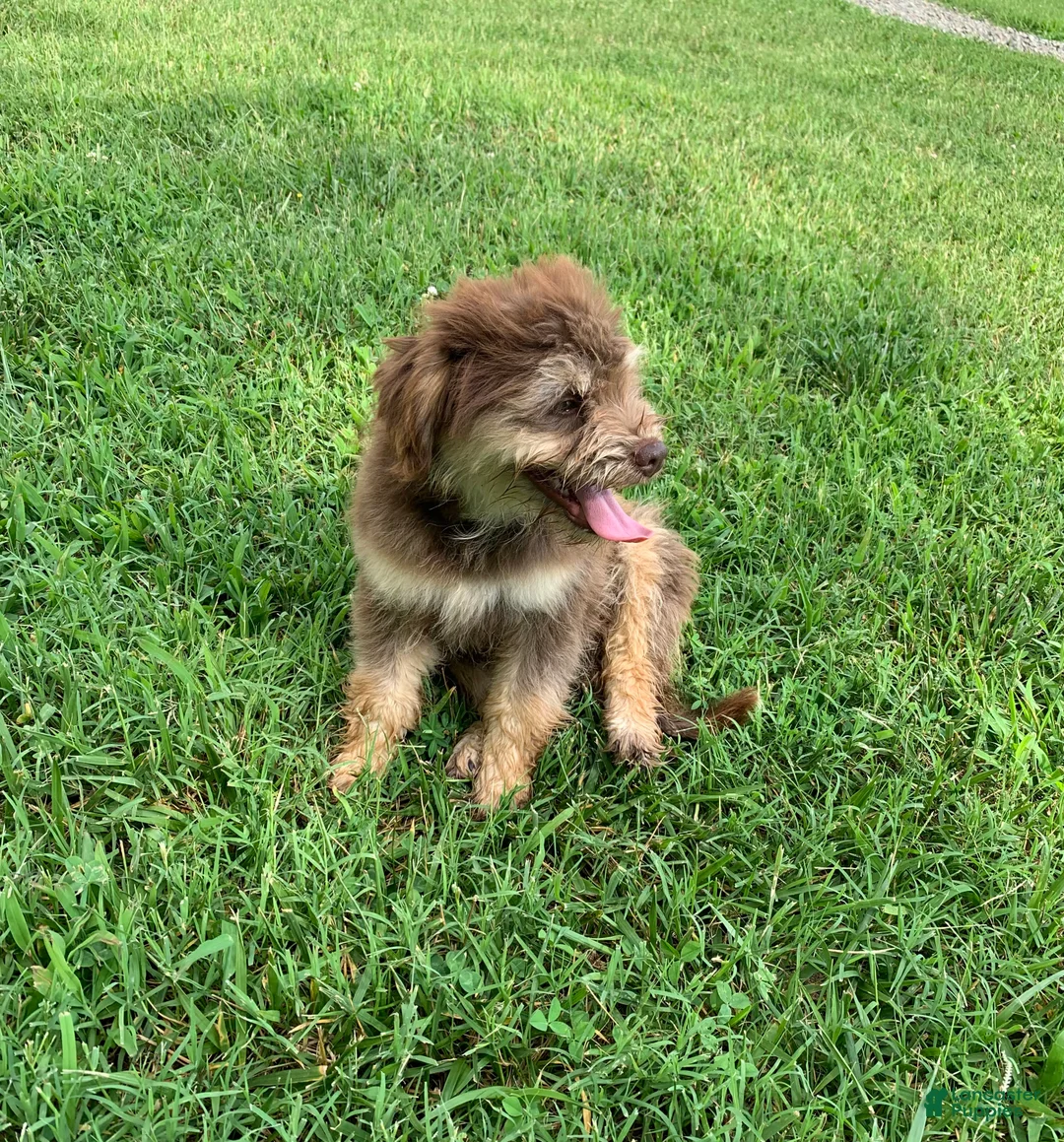 Mixed Breed dogs for sale: Teddy  - Ad 2