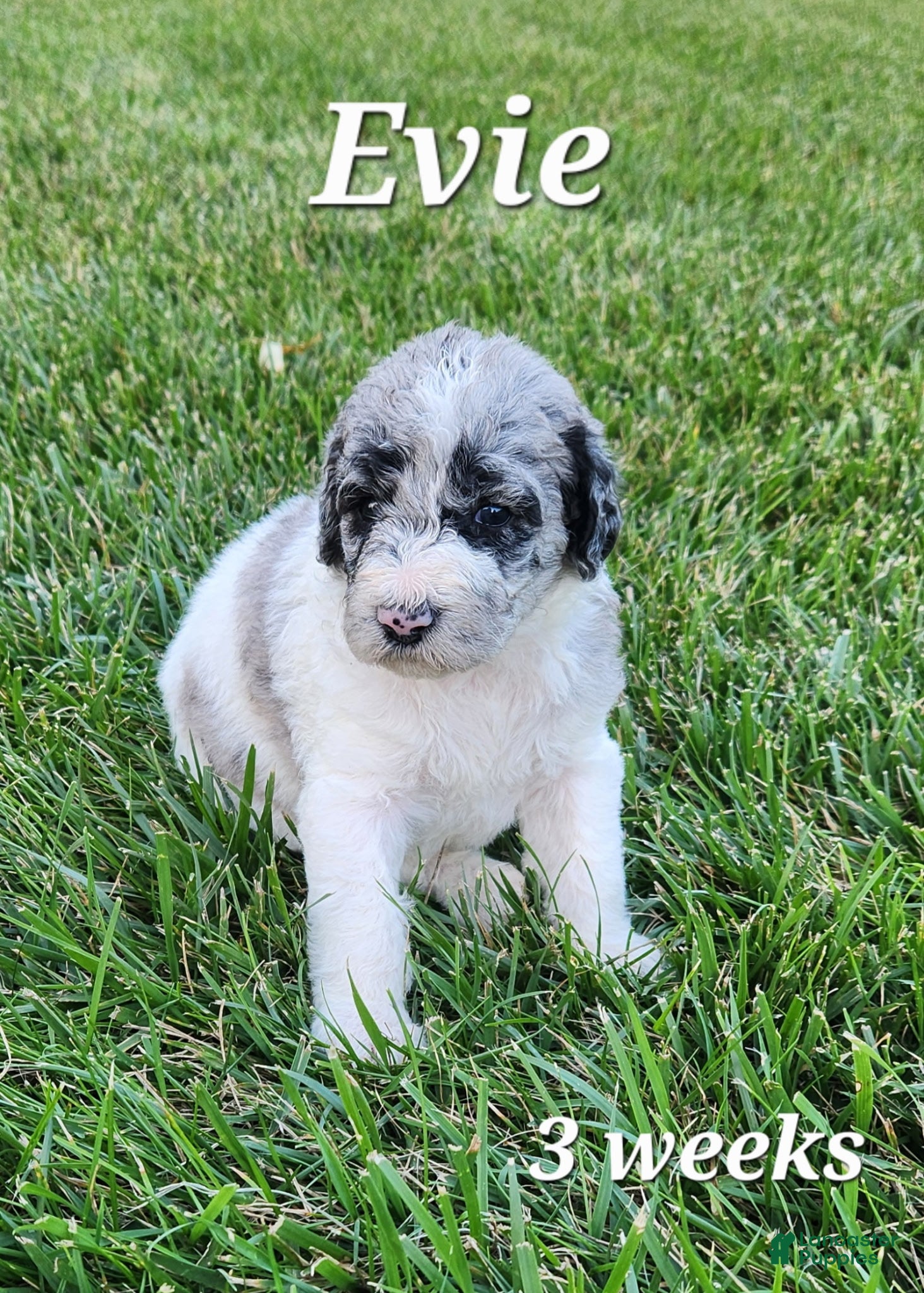 Labradoodle dogs Evie - Ad 1