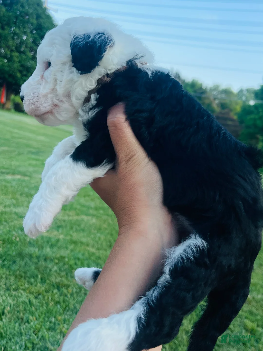 Sheepadoodle dogs for sale: Billy  - Ad 2