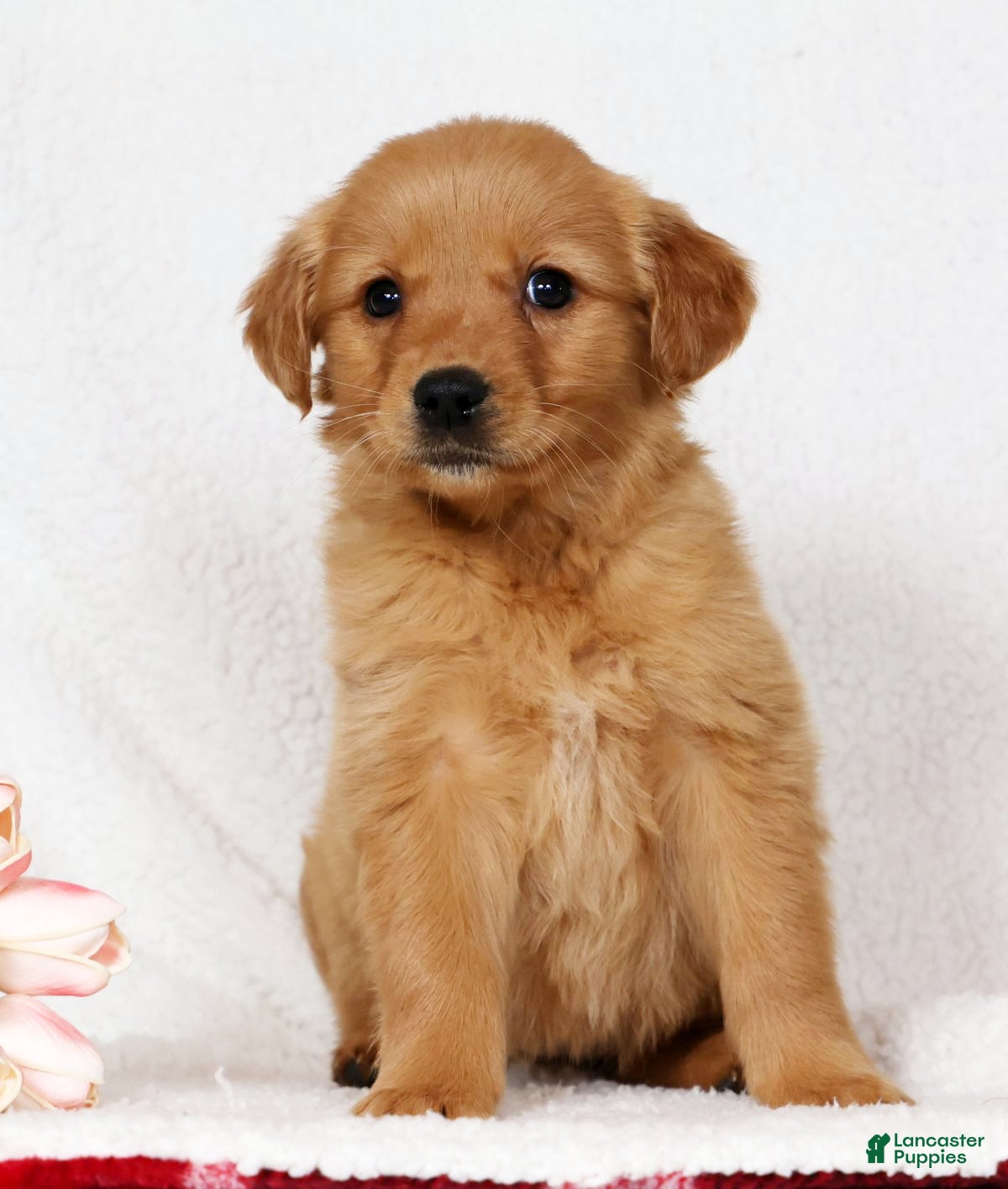Golden Retriever dogs Goldie - Ad 2
