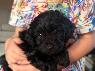 Doxiepoo dogs Ida - Ad 4