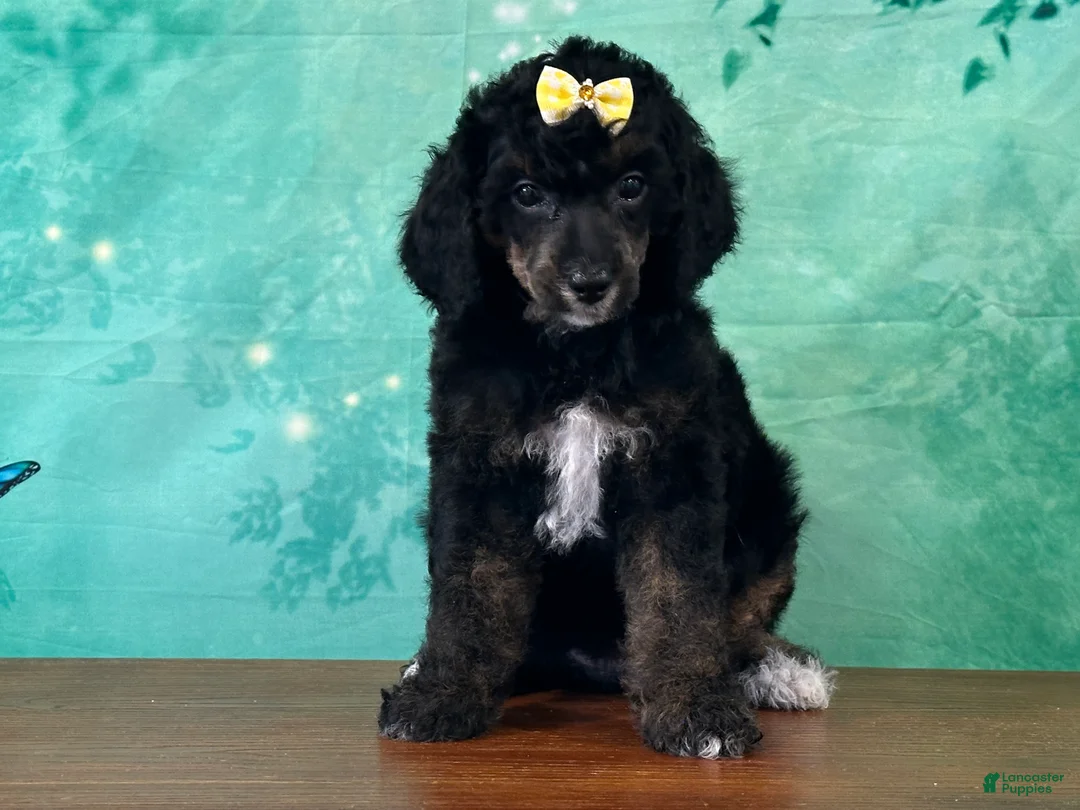 Miniature Poodle dogs for sale: Minnie - Ad 1