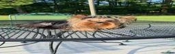 Yorkshire Terrier dogs for sale: Reese - Ad 5