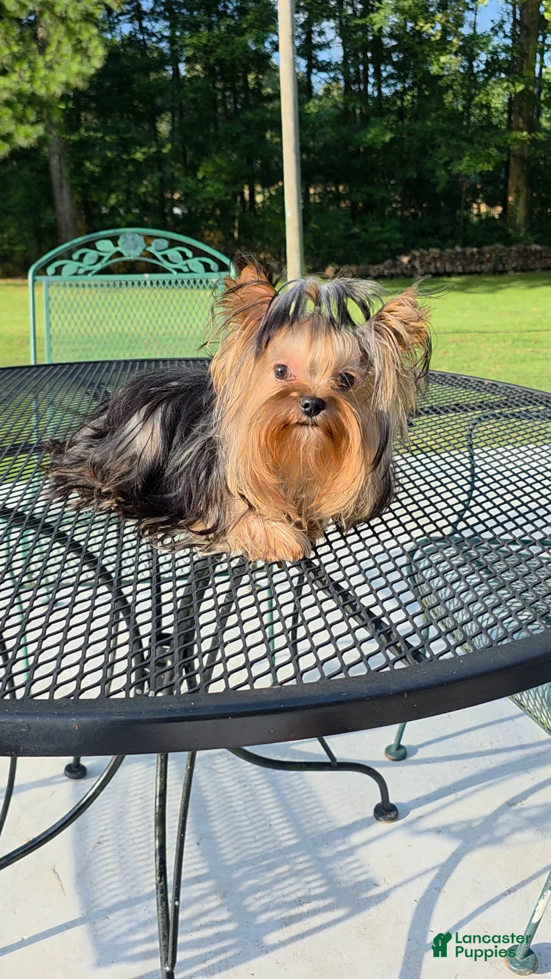 Yorkshire Terrier dogs for sale: Reese - Ad 5