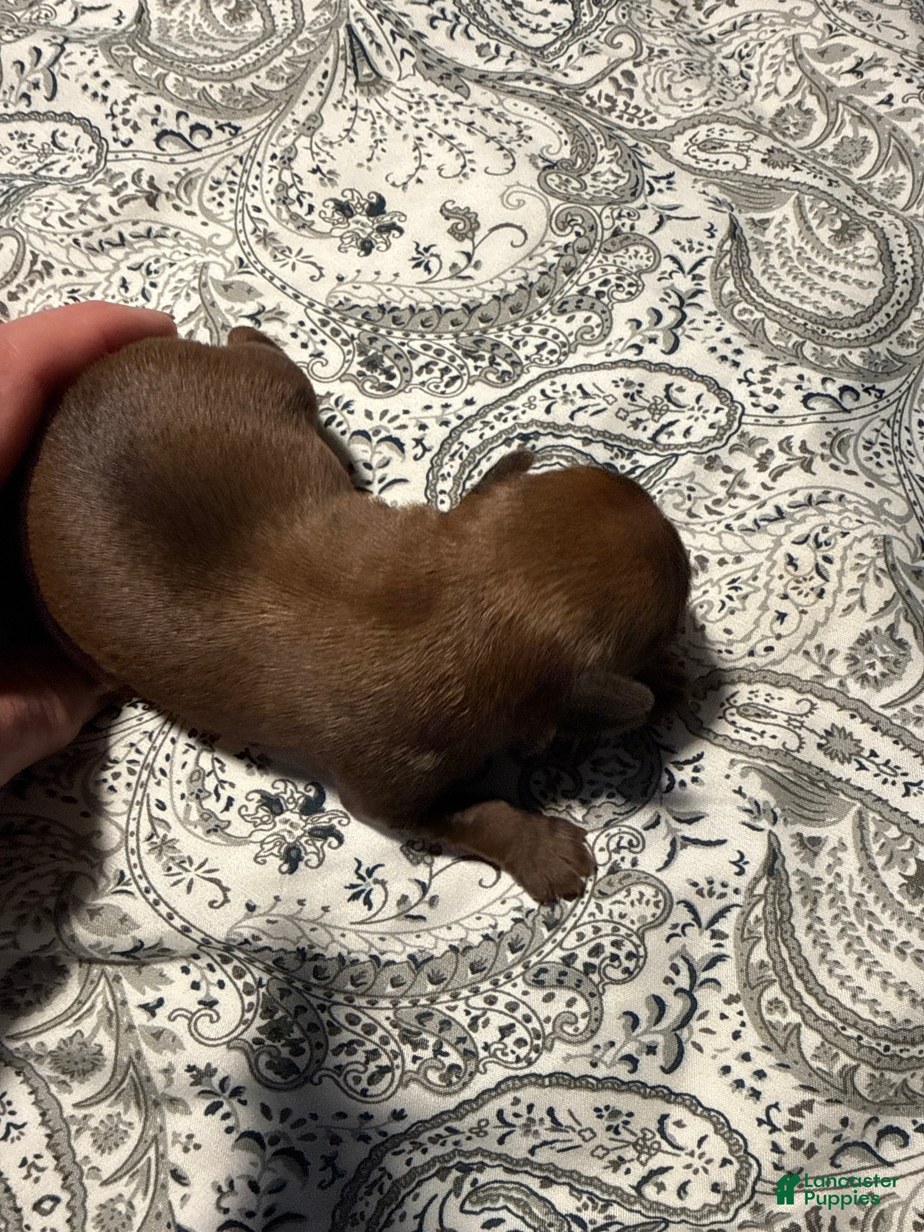 Brussels Griffon dogs Brussels Griffon Puppy 2 - Ad 4