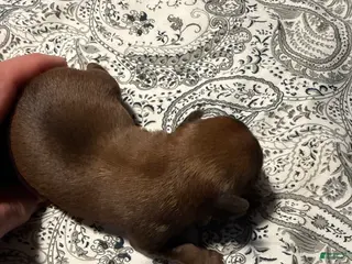 Brussels Griffon dogs Brussels Griffon Puppy 2 - Ad 4