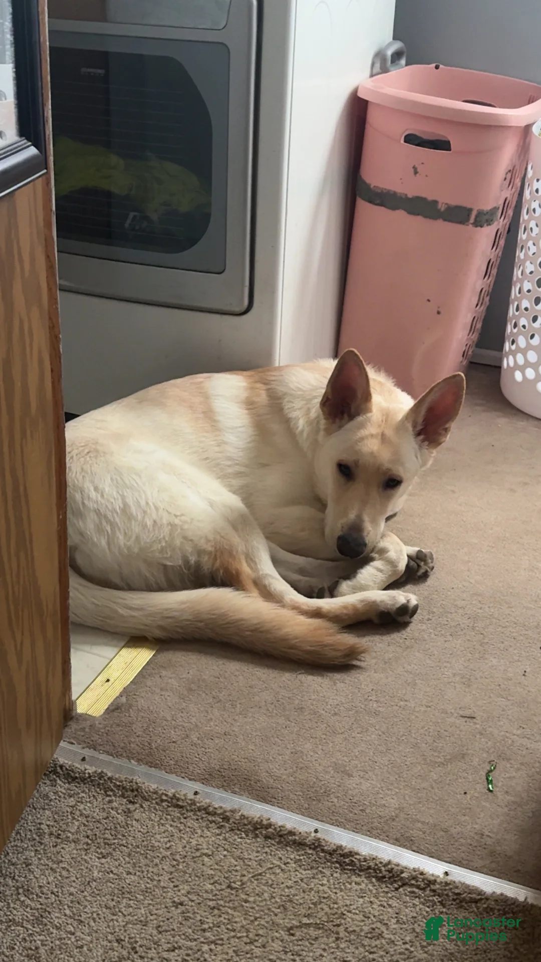 German Shepherd dogs for stud: Chief  - Ad 2