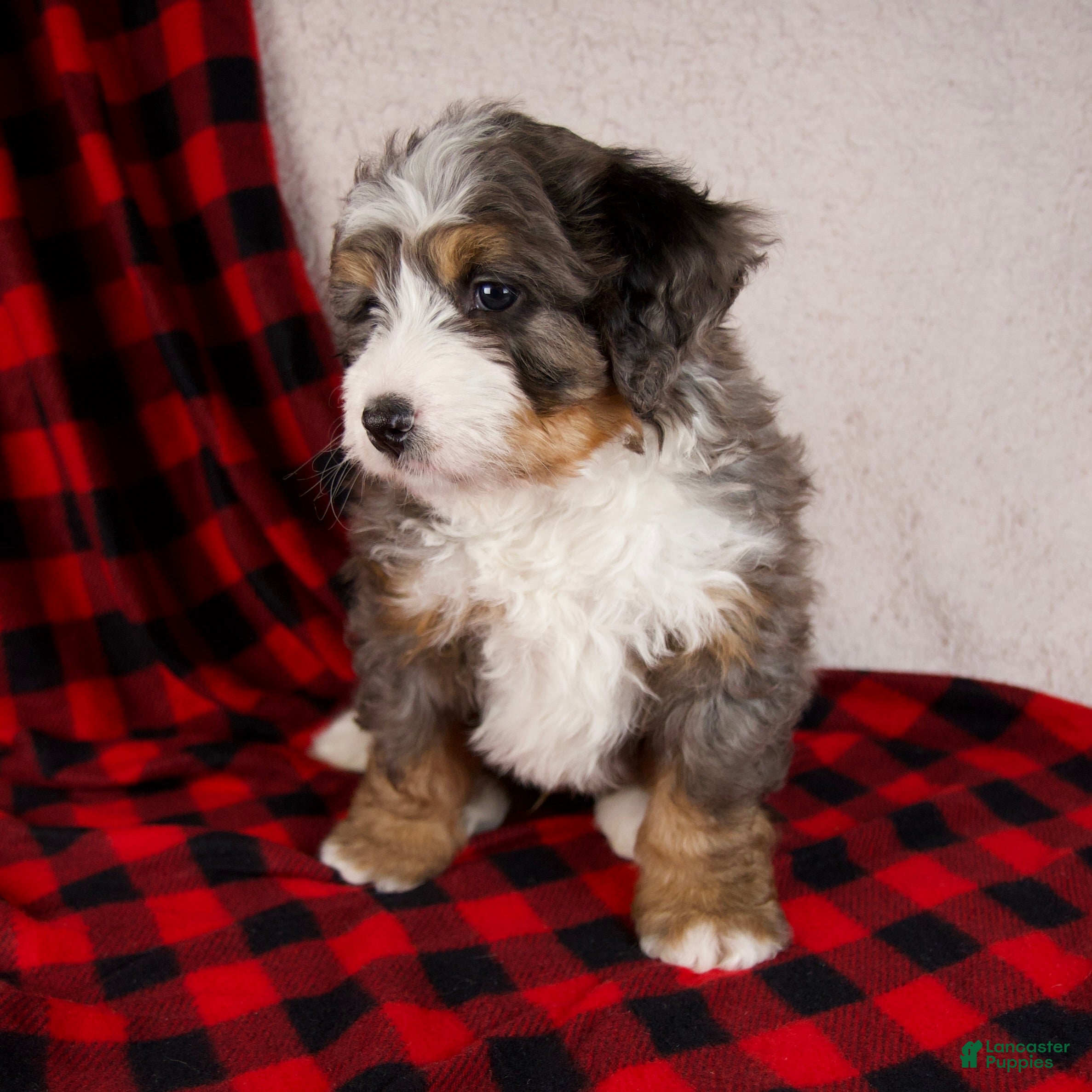 Mini Bernedoodle dogs Pudding Pop *Potty Training* - Ad 5