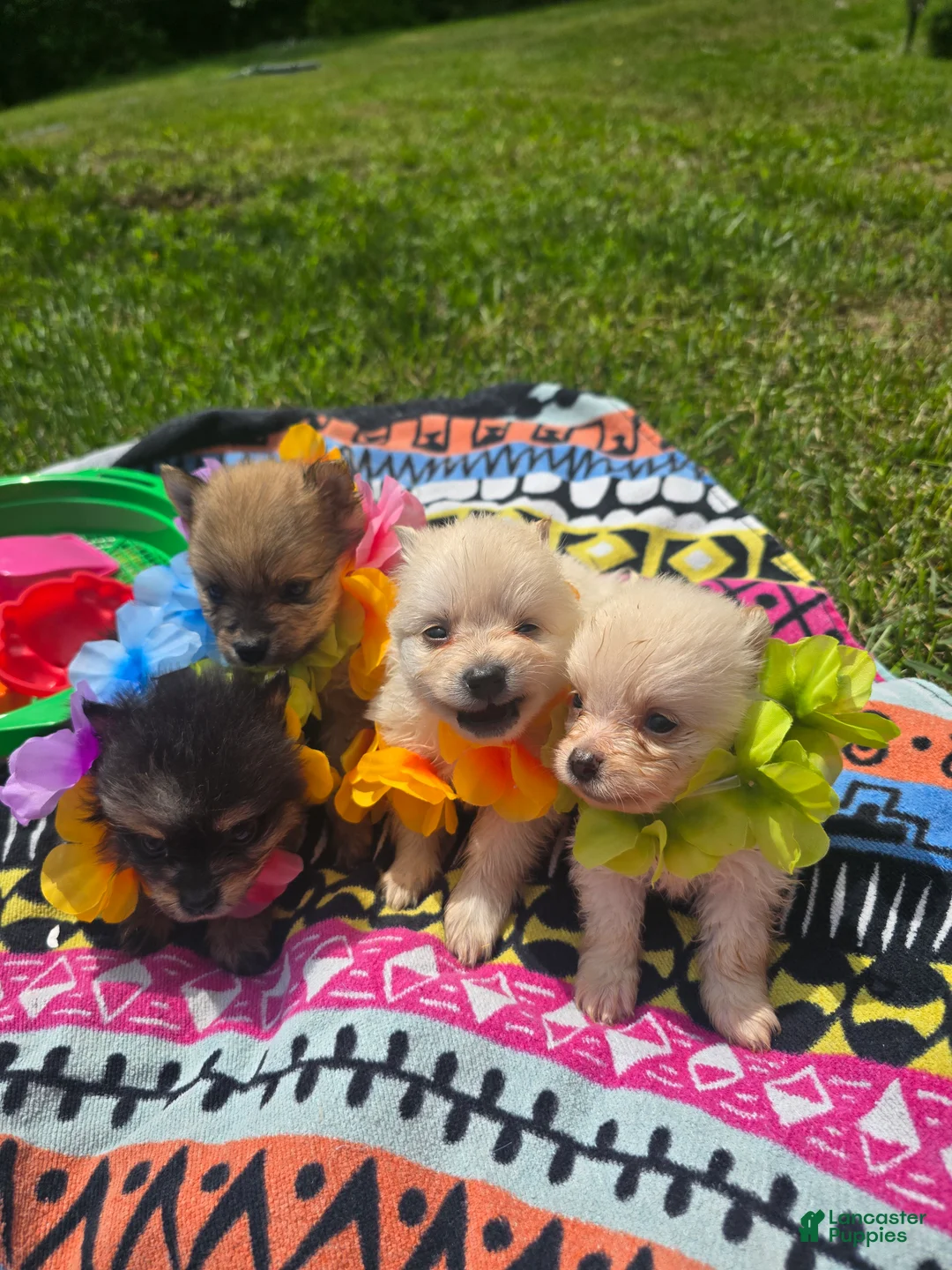 Pomeranian dogs for sale: Pomeranian Puppy 3 - Ad 2