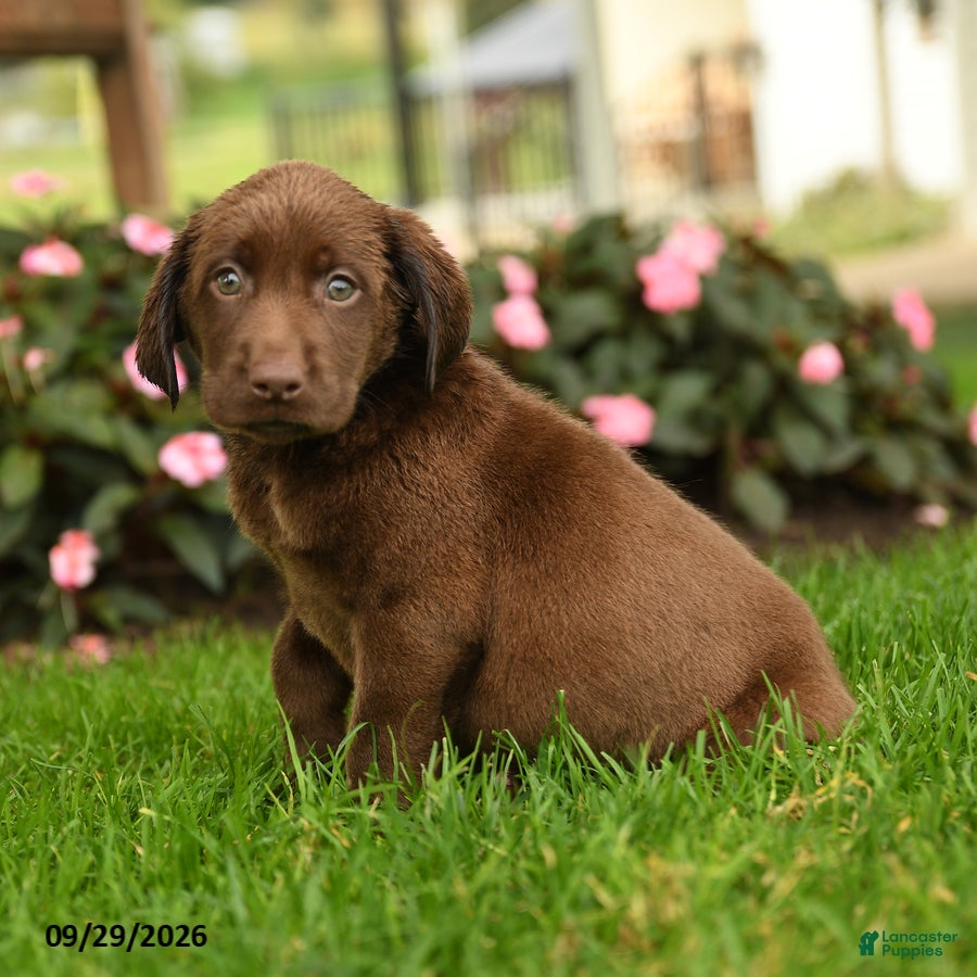 Labrador Retriever dogs Sophie - Ad 2