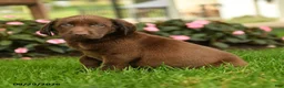 Labrador Retriever dogs for sale: Sophie - Ad 2